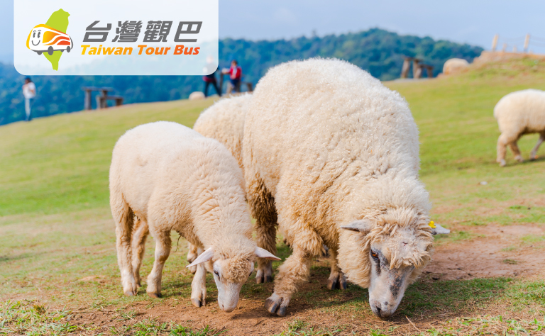 絕美高山景觀公路－清境農場.合歡山