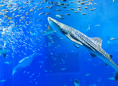 精選沖繩~豐富四日遊